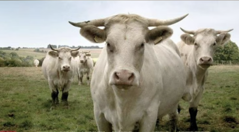 Bovines Being in the World Festival
